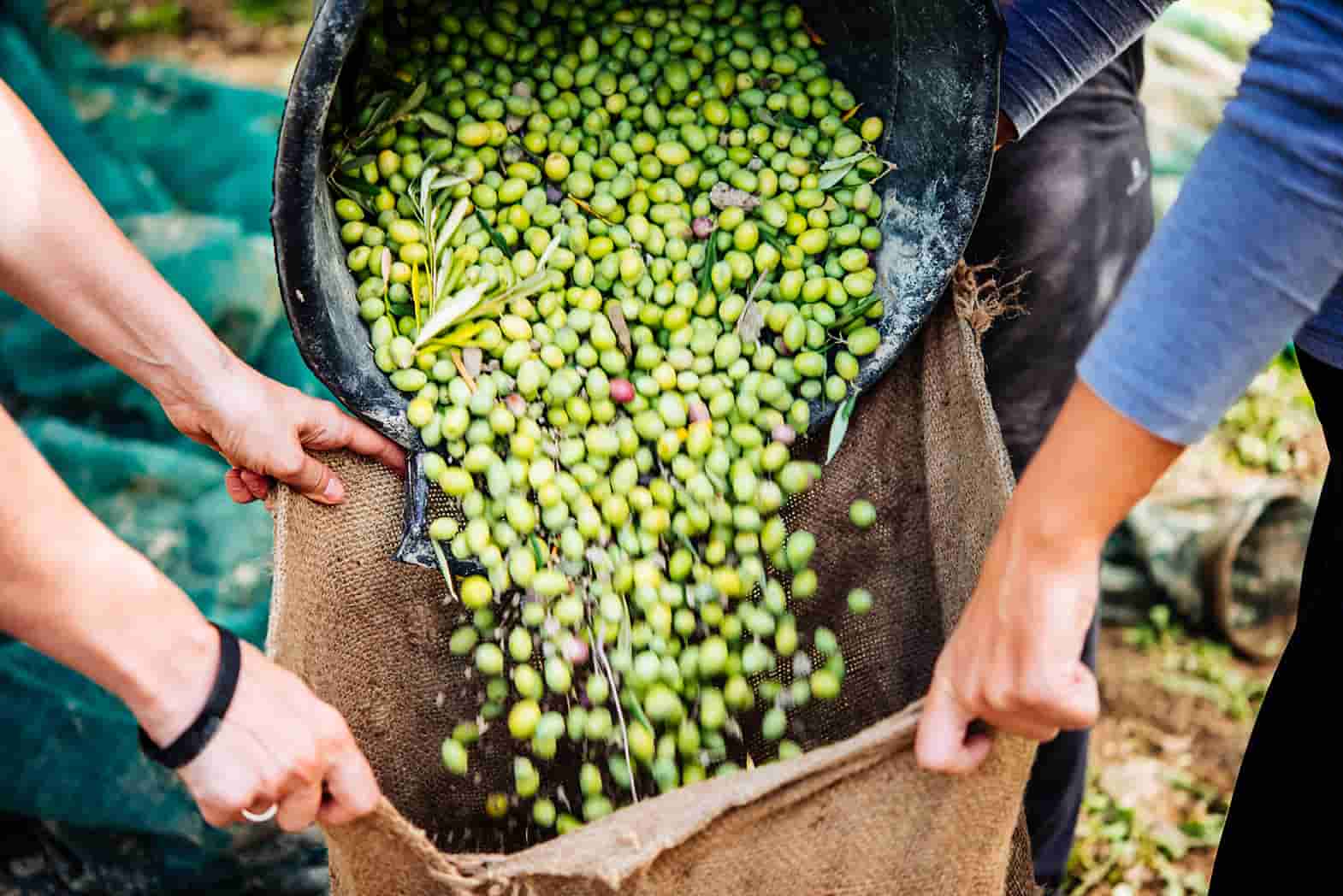 High-Polyphenol Olive Oil: What It Is, Why It Tastes Peppery and How to Choose One