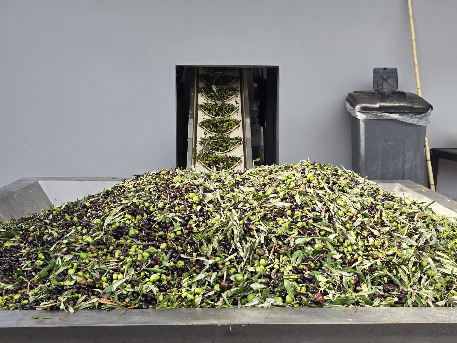 Olive processing